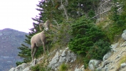 PICTURES/Glacier When It Rains/t_Mountain Sheep10.JPG